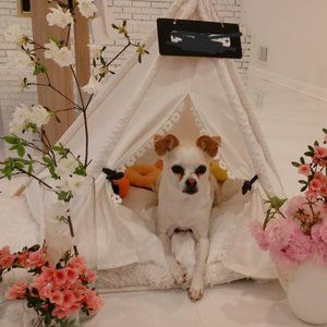 Dog teepee